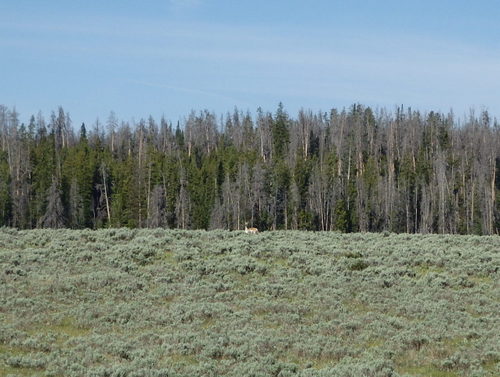 GDMBR: Another Antelope; usually the solo Antelopes are sequestered Males.